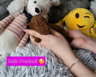Pudl toy mini Red ❣️ - 9