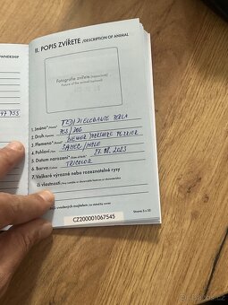 Jorkširský teriér yorkšírský teriér mini BIEWER ❤️❤️ - 9