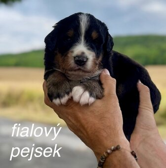 Bernský salašnický pes - štěňátka s PP - 9