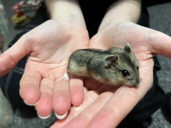 Prodám malé křečky - 9