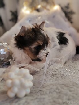 Jorkšírský teriér s PP biewer - 9