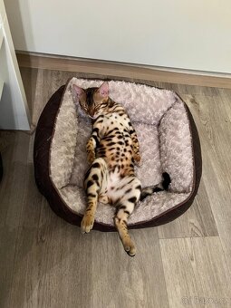 Bengálské kotě - 9