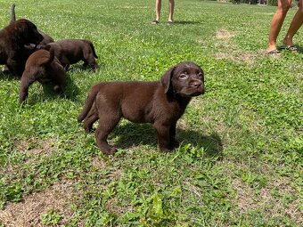 Labradorský retriever čokoláda - štěňátka s Průkazem Původu - 9