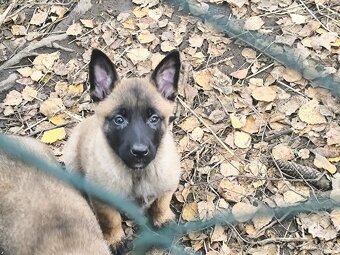 Belgicky ovcak malinois - 9