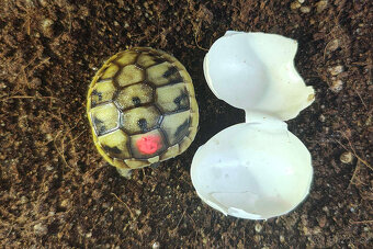 suchozemská Želva zelenavá (Testudo hermanni) - mláďata - 9