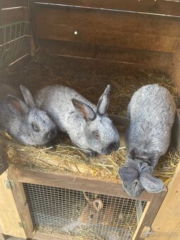 Velký světlý stříbřitý - 9