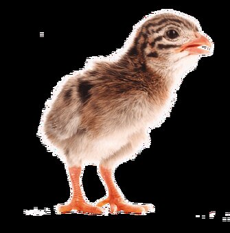 Kuřata Dominant, Ross, Kalimero, kachny, husy, perličky - 9