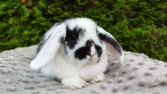 Zakrslý beránek, králíček, králík - NAOMI - 9