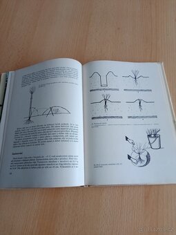 Alpínky,Růže,Atlas hub - 9