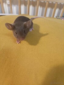 Myš, myšky, černé a bílé bříško - 9