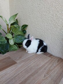 Zakrslý králík hladkosrstý - dvě samičky + sameček - 9