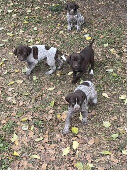 Německý ohař krátkosrstý - 9