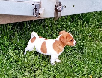 Jack russell terier krásný pejsek - 9