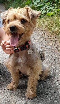 Štěňátka jorkšíra teriéra již k odběru (Yorkshire terrier) - 9