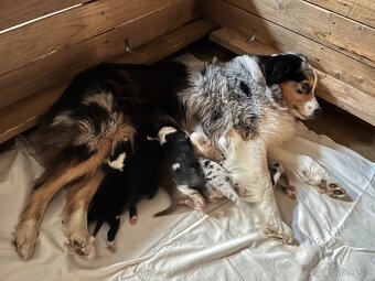 Australský ovčák s PP - štěňata - 9