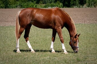 Prodám sedmiletou klisnu ČT do vyššího sportu - 9