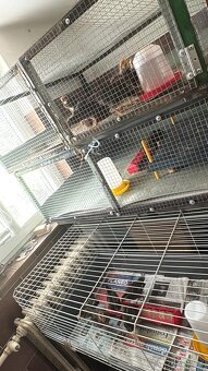 Vlaška koroptví - násadová vejce - 9