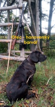 Štěňata barvářů - bez PP - 9