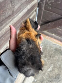 Morčata Ostrava 200,- - 9