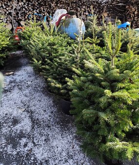 Vánoční stromky - 9