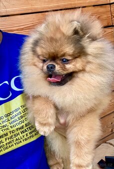 Pomeranian s PP FCI - 9
