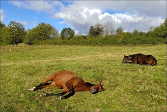 Plnokrevná kobyla - jemná a milá parťačka - 9