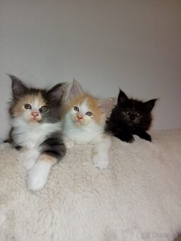 Krytí Mainská mývalí - 9