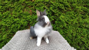 Zakrslý králík, králíček -(lvíček)-TIMMY - 9
