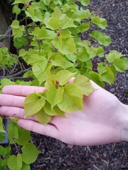Lípa malolistá (Tilia cordata) bonsai - 9