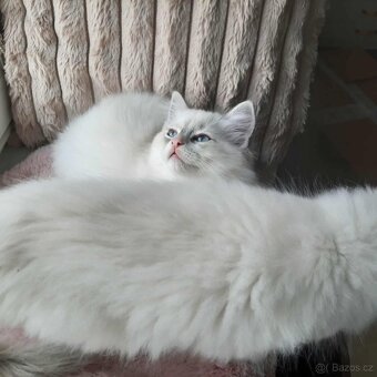 Prodám koťata Ragdoll bez PP - 9