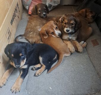 Štěňátka - 9
