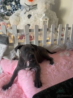 Štěňátko Americký stafordšírský teriér - 9