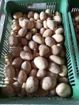 Brambory na uskladnění,konzum, ringle, cukety, rajčata - 9