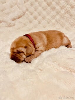 Labrador štěňátka s PP - 9