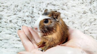 Morče, Morčata, Morčátko Morčátka - JACOB A JAMES - 9