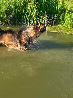 Tibetská doga ke krytí - 9