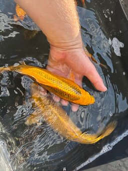 Koi - 9