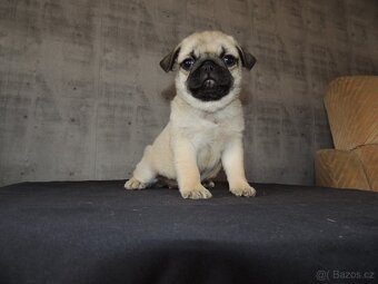 MOPS s PP. - 9