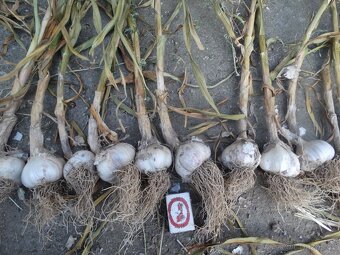 Sazeč česneku, cibule žaludů - 9