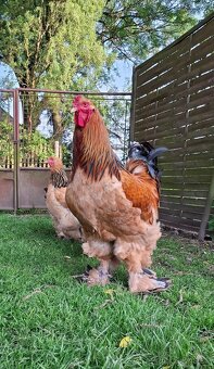 Brahmánka velká - 9