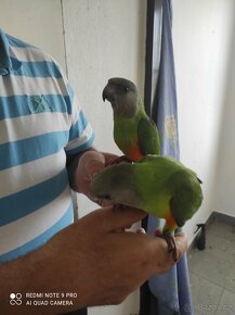 Papoušek senegalský - 9
