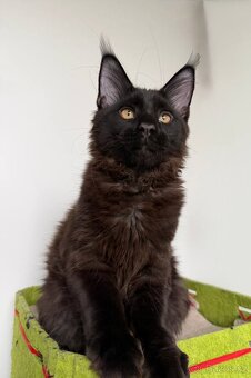 Mainská mývalí koťátka s PP - 9