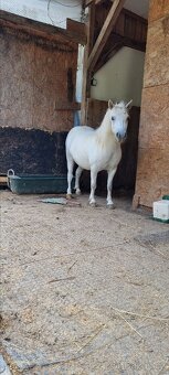 3 lety valach minihorse - 9