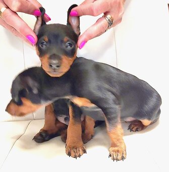 Trpasličí pinč Minidoberman - 9