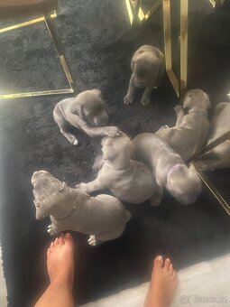 Cane corso rezervaci - 9