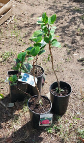 Kamélie japonská (Camellia Japonica) - 9