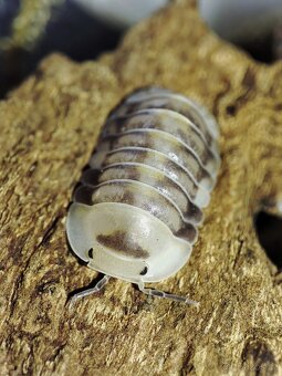 ❤️Obrovská sbírka isopod - 9