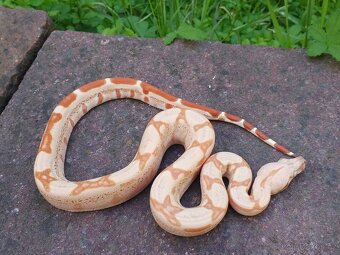 Boa imperator - Scoria Paradigm, IMG Arctic, IMG Paradigm - 9