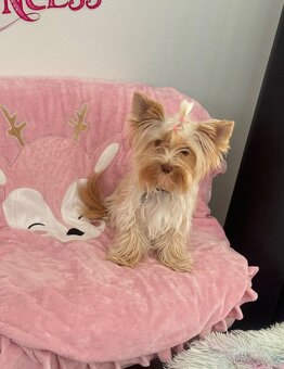 Jorkširský teriér-1x volná💕-mini fenečky - 9