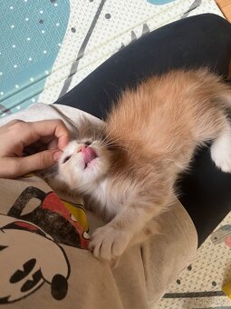 Mainská mývalí bez PP - 9